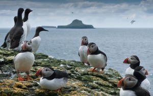 Puffins