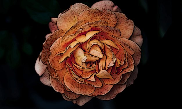The Rose in the Greenhouse