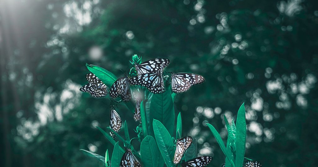 Charles Venable THE WILD WORD