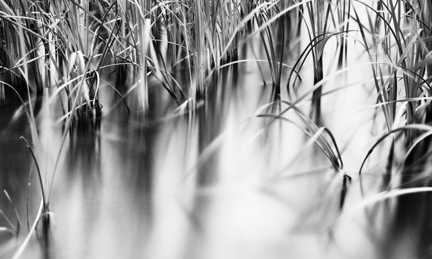 Connie Backus