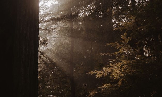 Joe Cottonwood